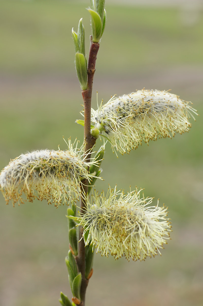 Image of Salix gmelinii specimen.