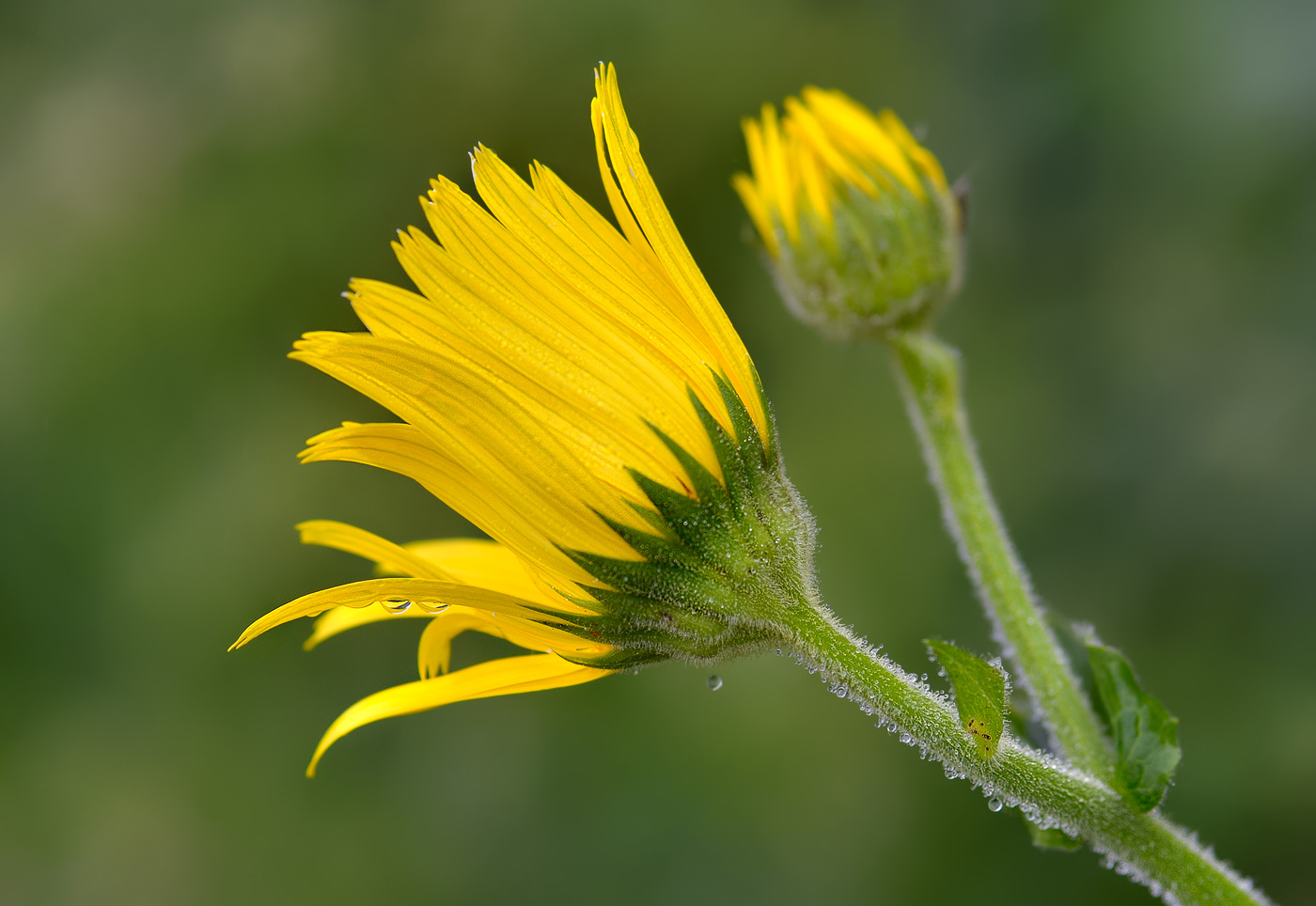 Image of Doronicum macrophyllum specimen.