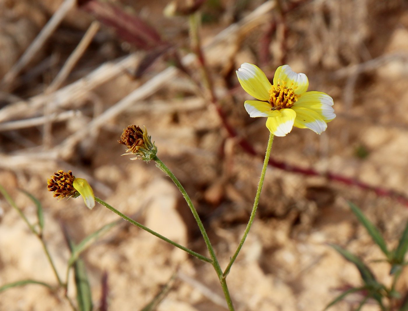 Image of genus Bidens specimen.