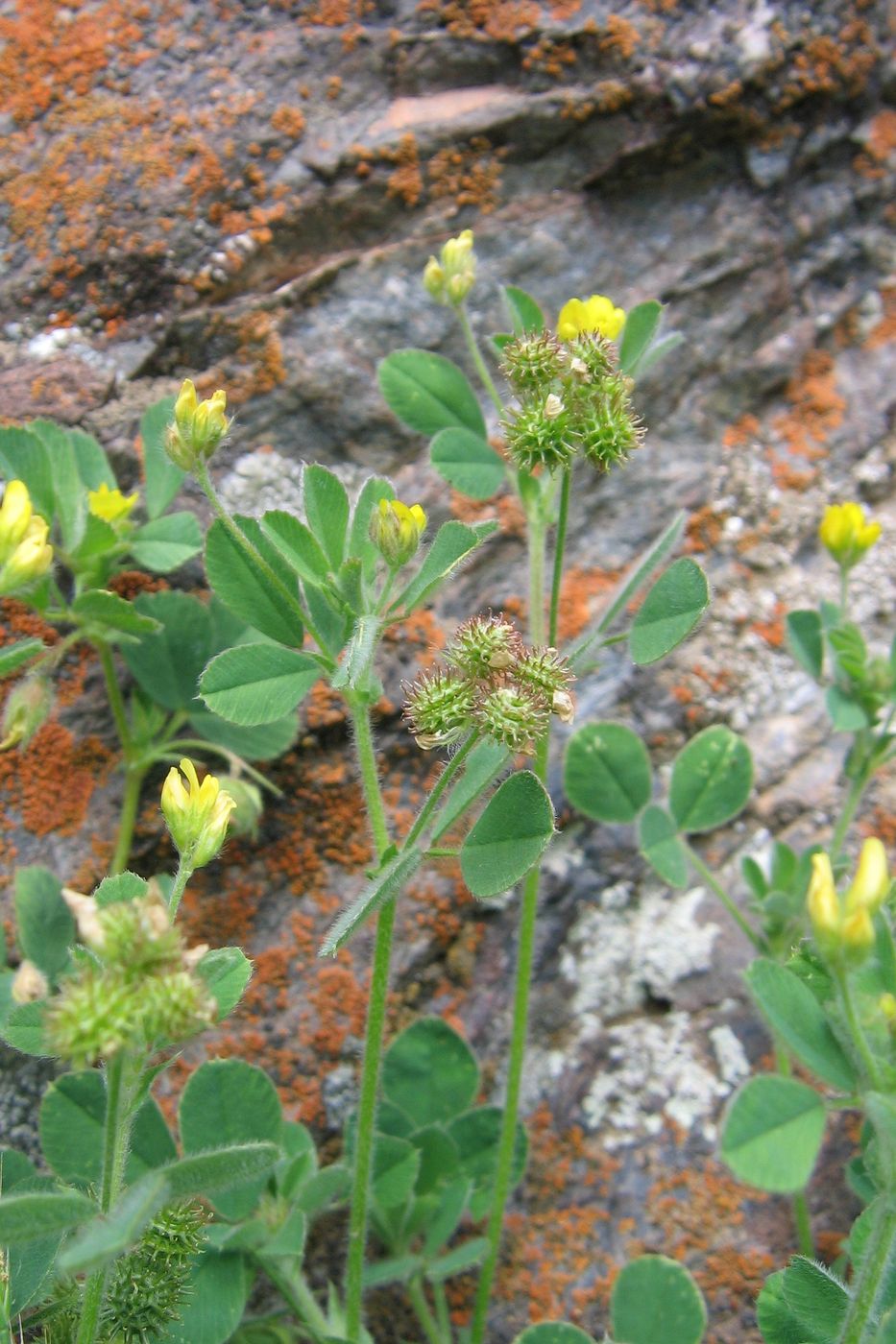 Image of Medicago minima specimen.