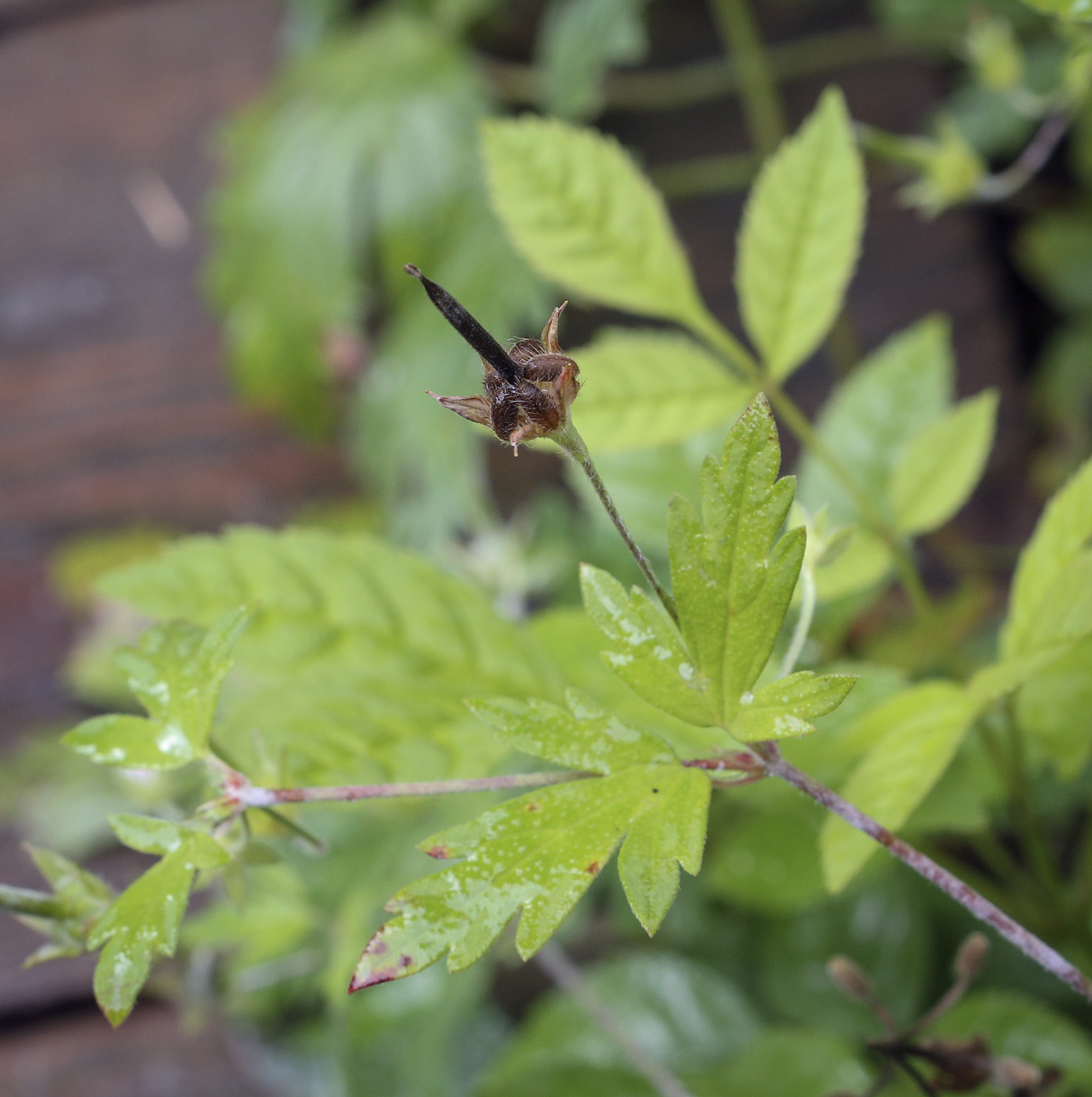 Image of Geranium sibiricum specimen.