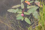 Persicaria amphibia. Цветущее растение. Республика Алтай, Кош-Агачский р-н, плоскогорье Укок, окр. р. Музды-Булак, край небольшого озера. 4 августа 2020 г.