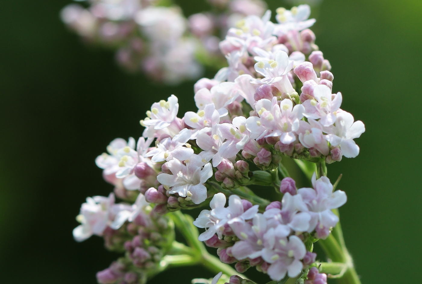 Изображение особи Valeriana rossica.