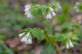 Symphytum tauricum