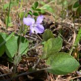 Viola rupestris