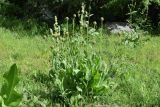 Stemmacantha integrifolia. Растение на стадии бутонизации. Узбекистан, Кашкадарьинская обл., Китабский р-н, Китабский государственный геологический заповедник, высота около 1300 м н.у.м., пологий склон у речки. 08.05.2022.