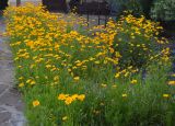 Coreopsis grandiflora