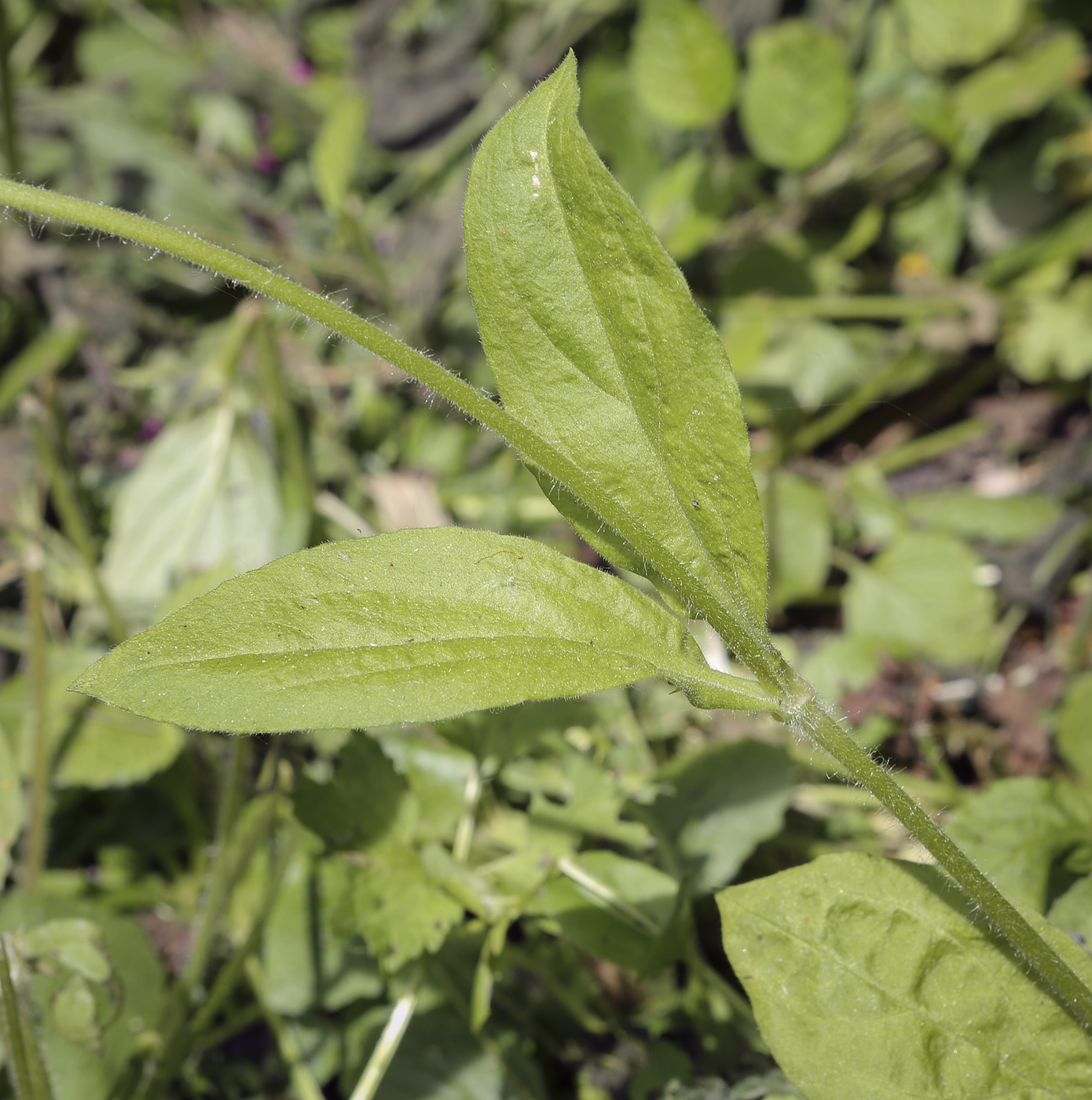 Изображение особи Melandrium dioicum.