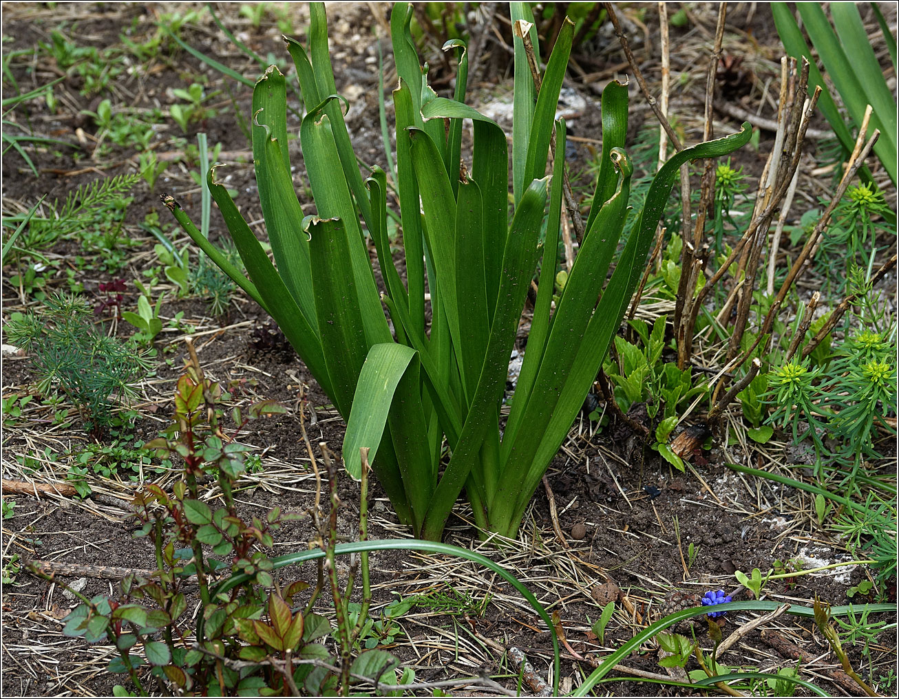 Image of Hyacinthus orientalis specimen.