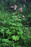 Filipendula glaberrima. Цветущие растения. Приморский край, Ольгинский р-н, окр. пгт Ольга, гора Крестовая, на сыром месте у родника. 08.07.2022.