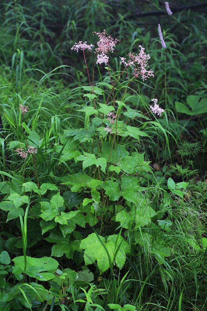 Image of Filipendula glaberrima specimen.