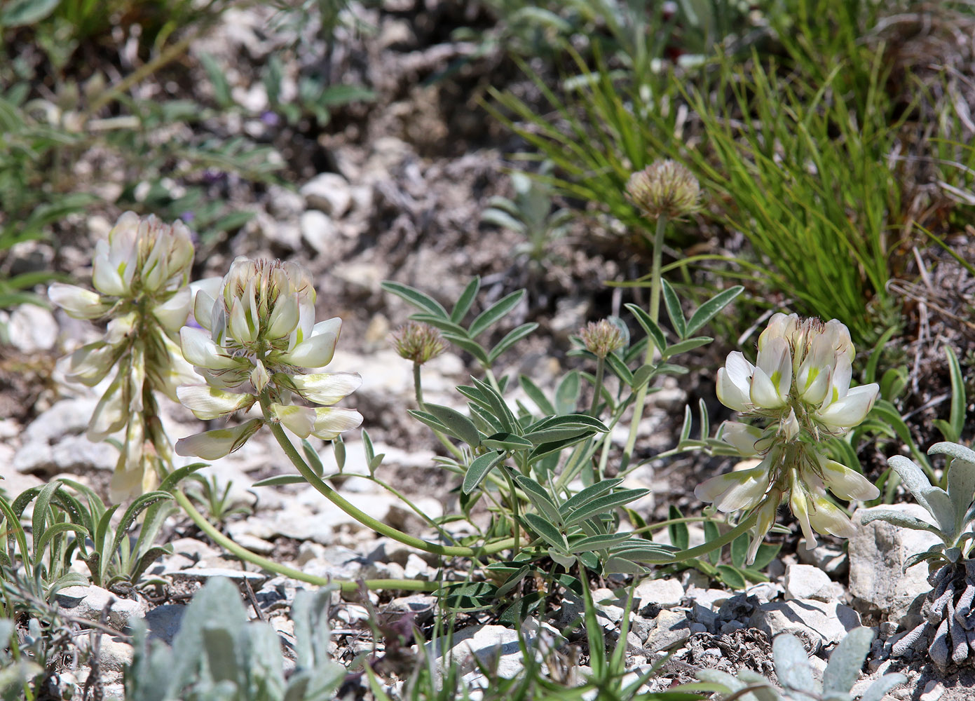 Image of Hedysarum daghestanicum specimen.