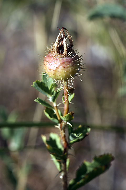 Изображение особи Rosa persica.