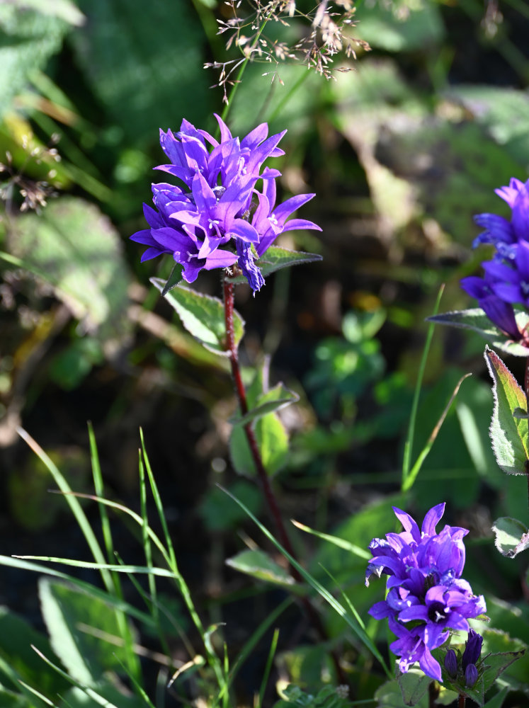 Изображение особи Campanula trautvetteri.