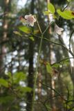 Linnaea borealis