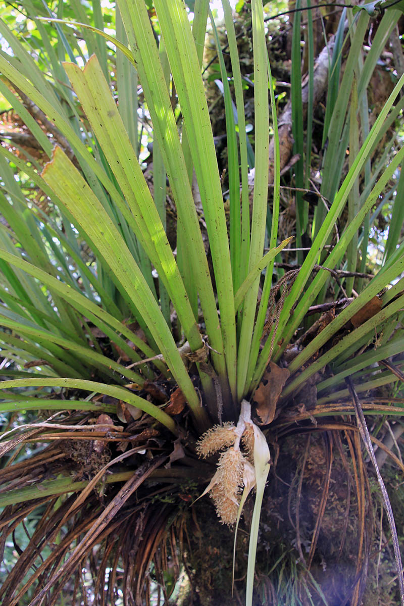 Image of Astelia hastata specimen.