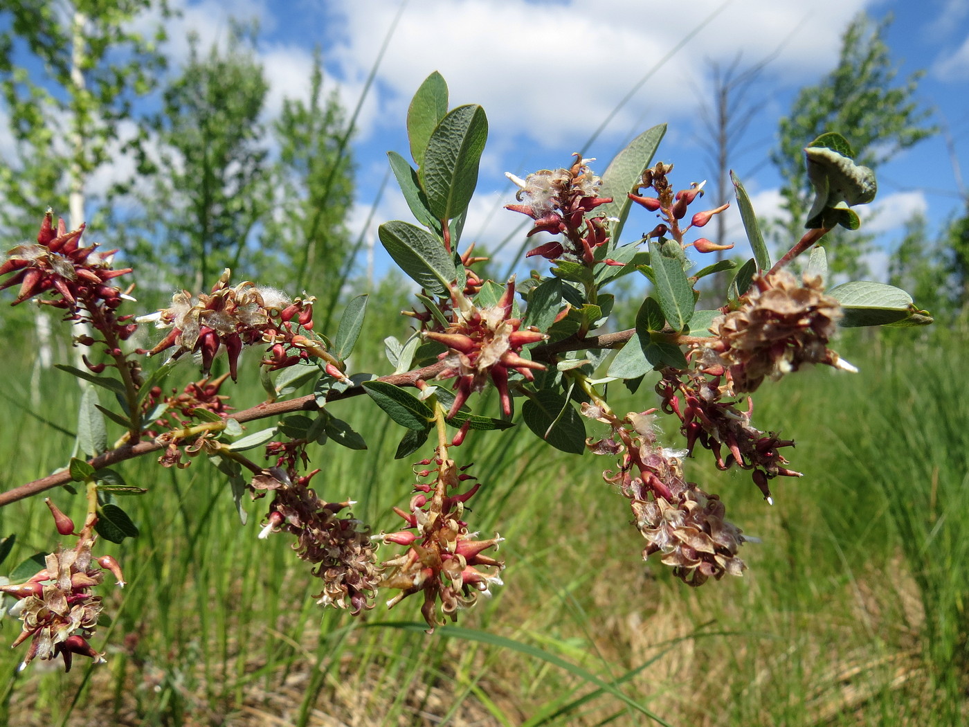 Изображение особи Salix myrtilloides.