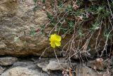 genus Helianthemum