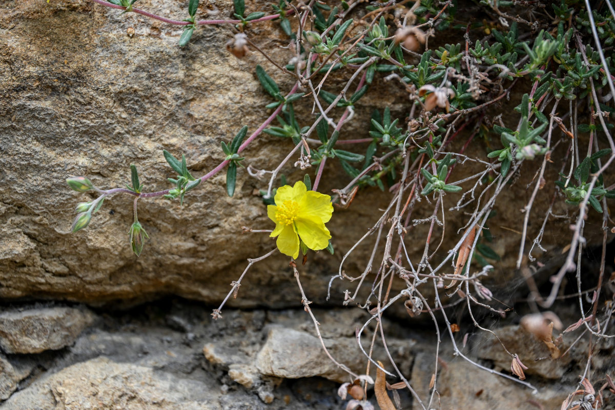 Изображение особи род Helianthemum.