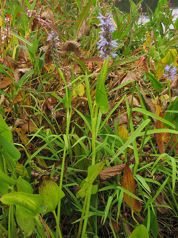 Image of Pontederia cordata specimen.