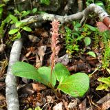 Salix reticulata. Побег плодоносящего растения. Кольский полуостров, горы Хибины, долина руч. Маннепахк, русло временного водотока. Август.