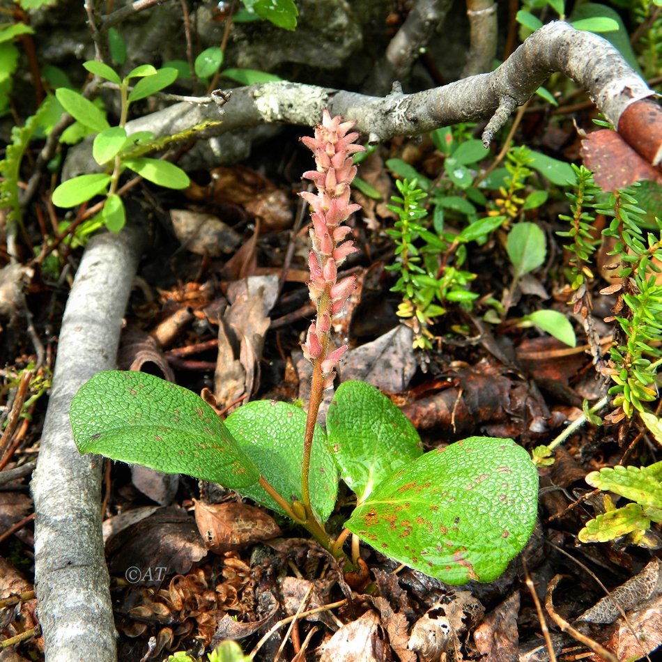 Image of Salix reticulata specimen.