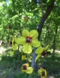 Verbascum xanthophoeniceum