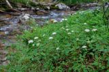 Spiraea betulifolia. Цветущие растения. Хабаровский край, р-н им. Полины Осипенко, долина р. Гремячий Лог, каменистый берег реки. 19.07.2021.
