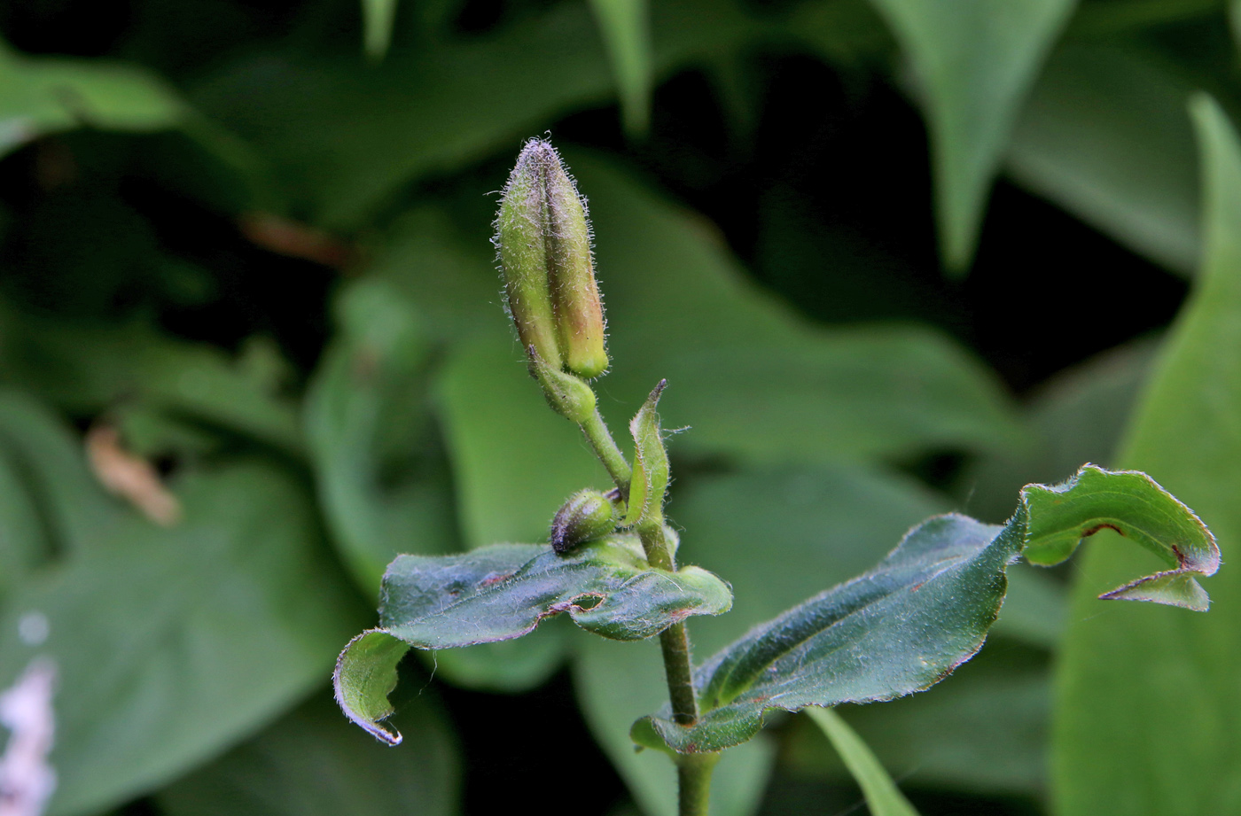 Изображение особи Tricyrtis hirta.