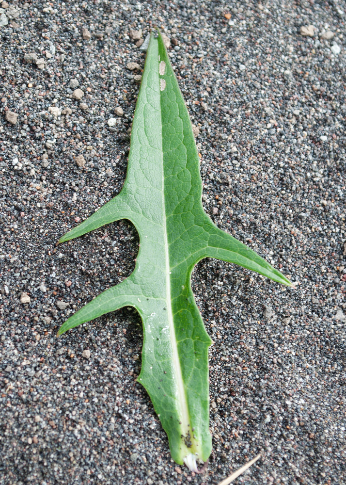 Image of Lactuca sibirica specimen.