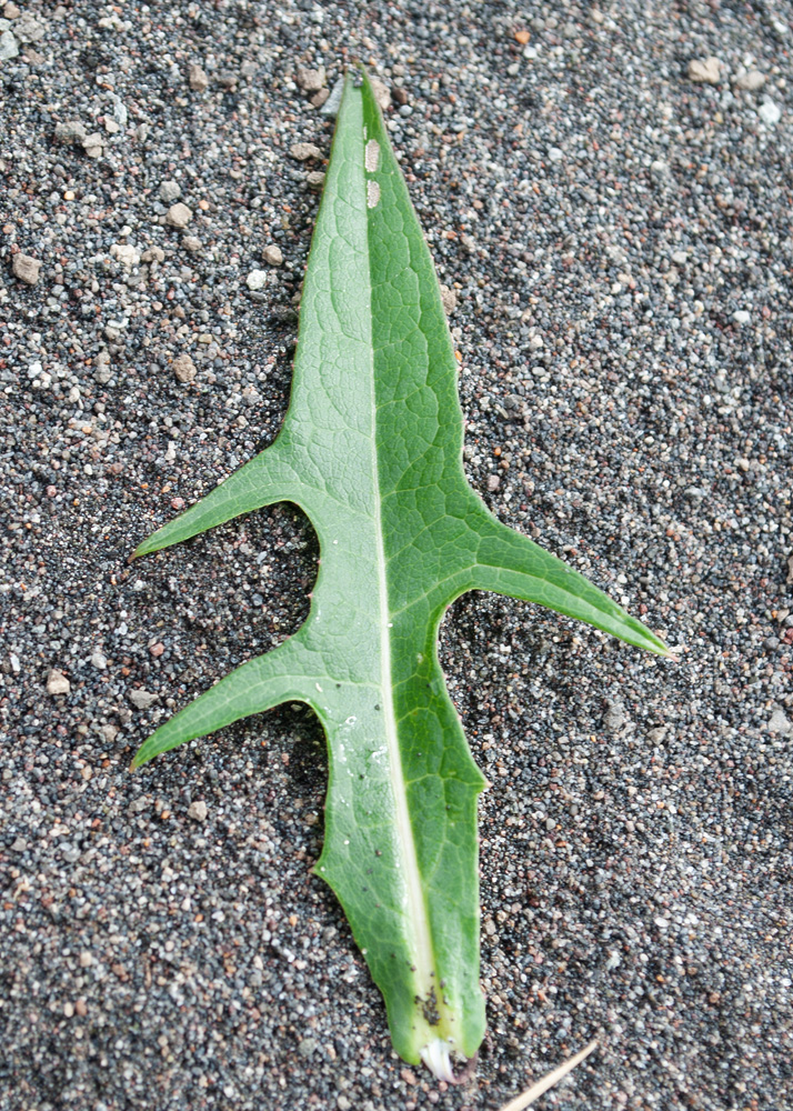 Изображение особи Lactuca sibirica.