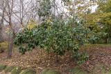Magnolia grandiflora. Плодоносящее растение. Израиль, г. Иерусалим, ботанический сад университета. 30.11.2022.
