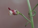 Scrophularia kiriloviana