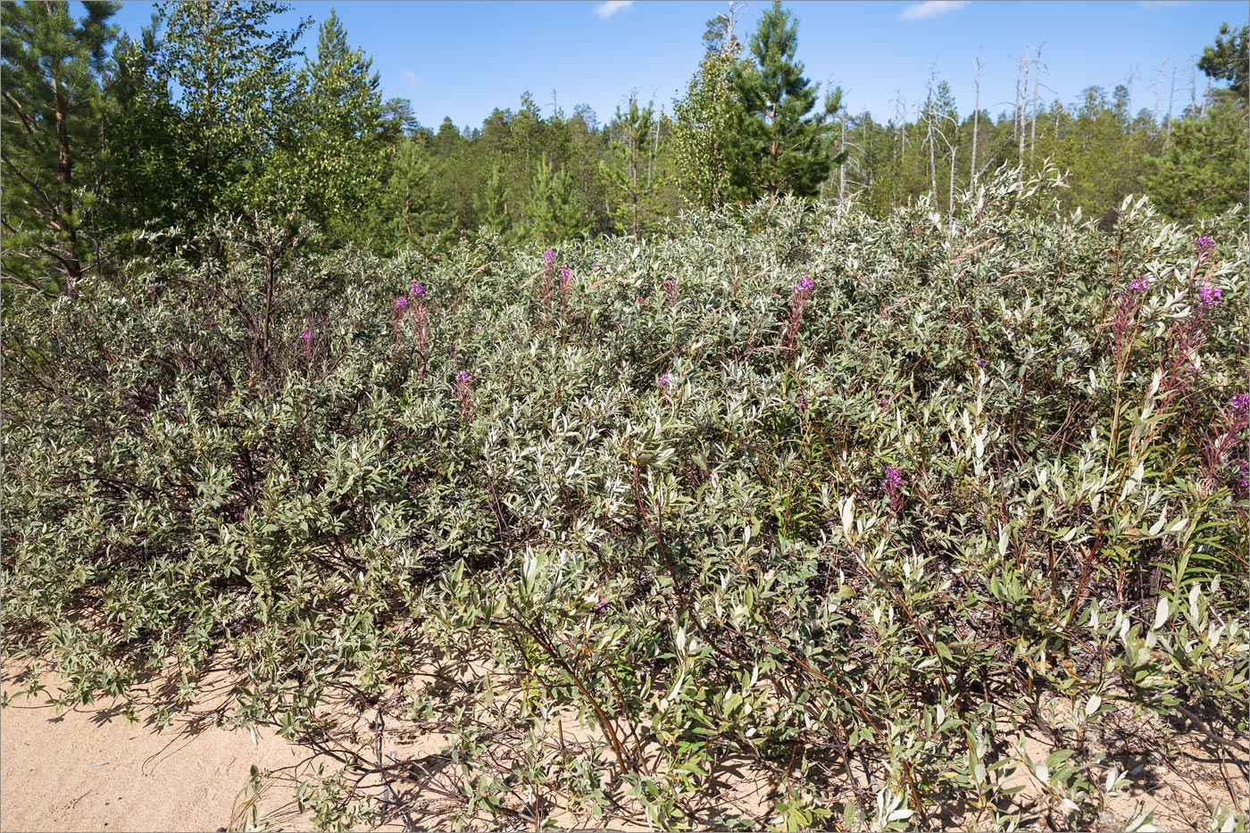 Изображение особи Salix lapponum.