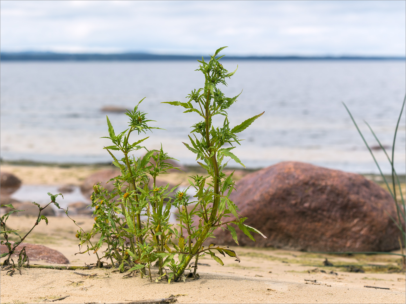 Image of Bidens radiata specimen.