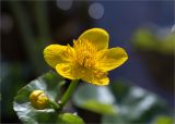 Caltha palustris
