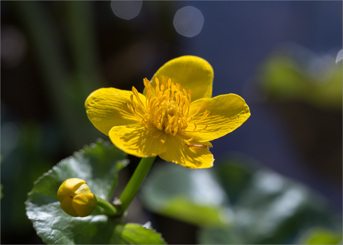 Изображение особи Caltha palustris.