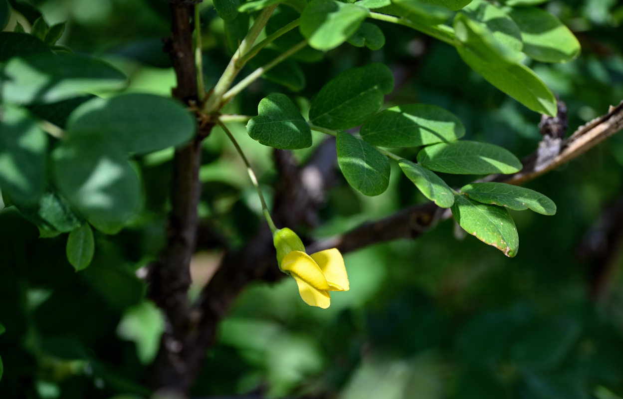 Image of genus Caragana specimen.