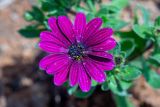 Dimorphotheca ecklonis. Соцветие в капельках после полива. Израиль, г. Яффо, в культуре. 28.03.2023.