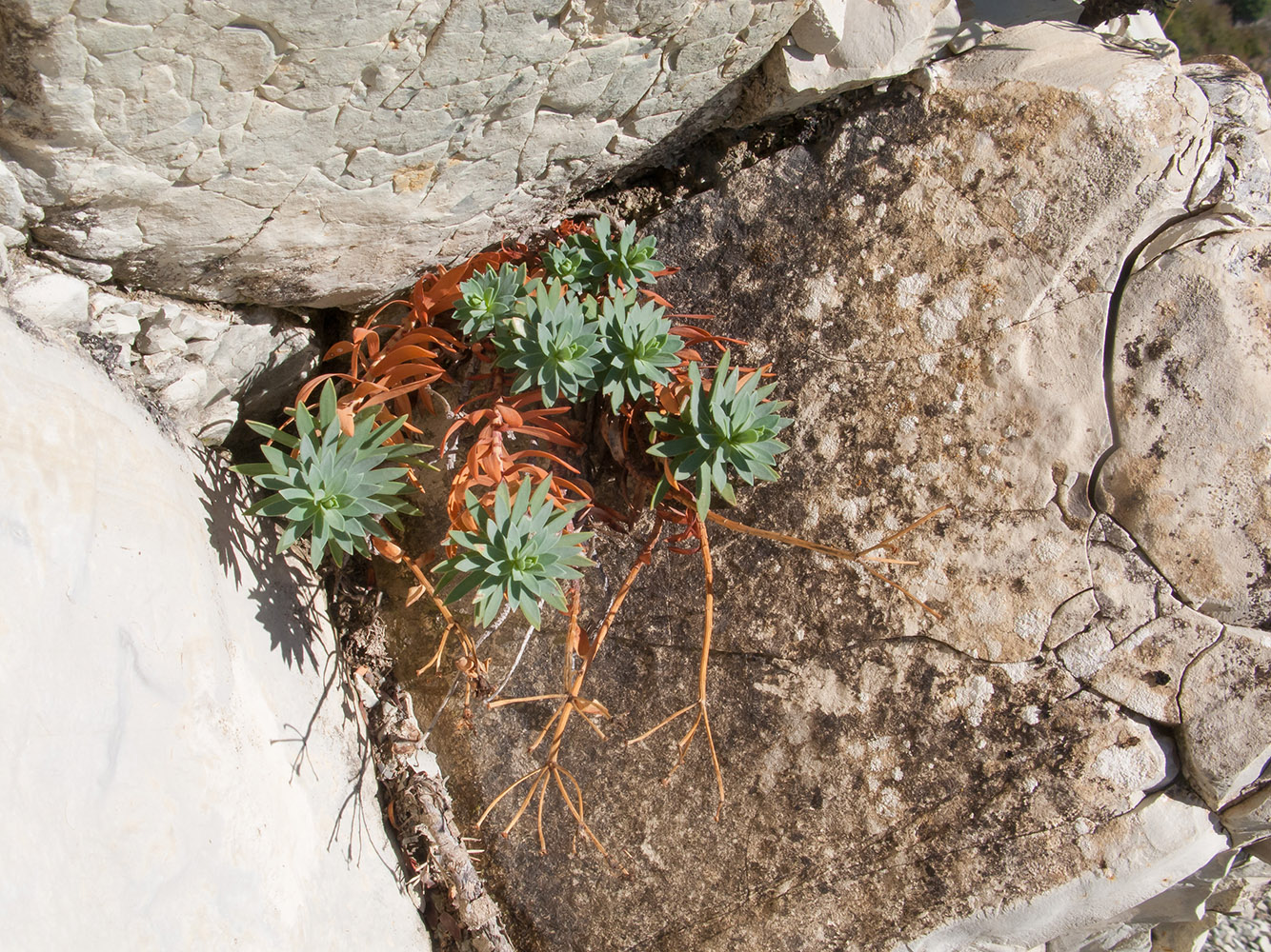 Изображение особи Euphorbia petrophila.