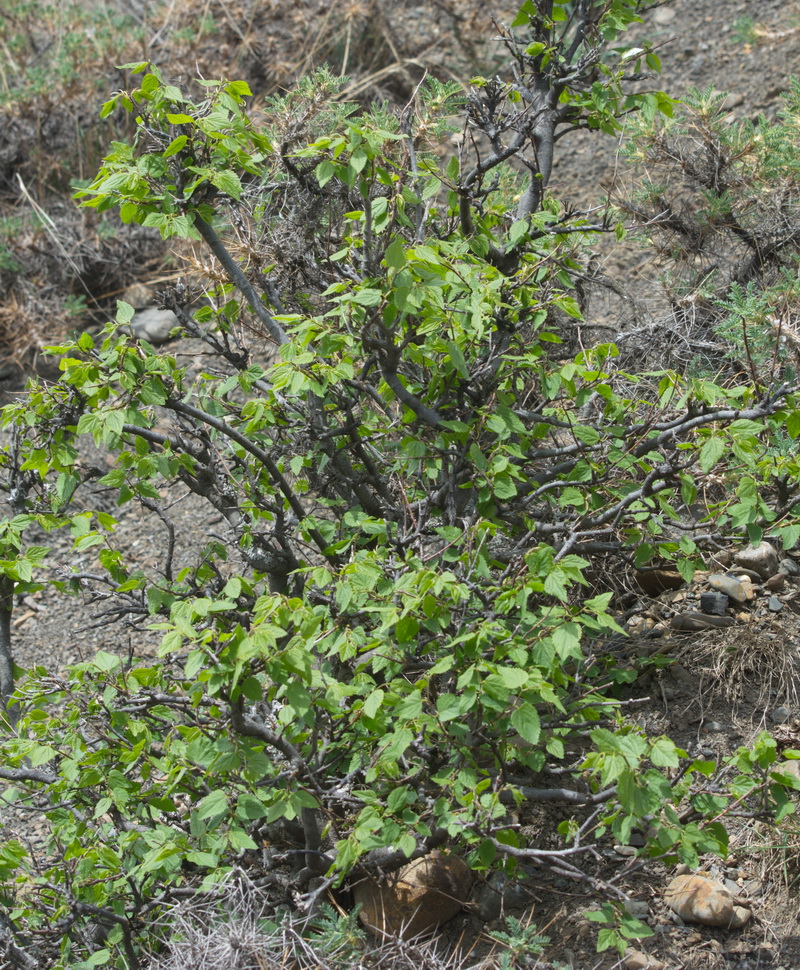 Image of Celtis caucasica specimen.