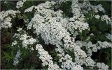 Spiraea &times; cinerea