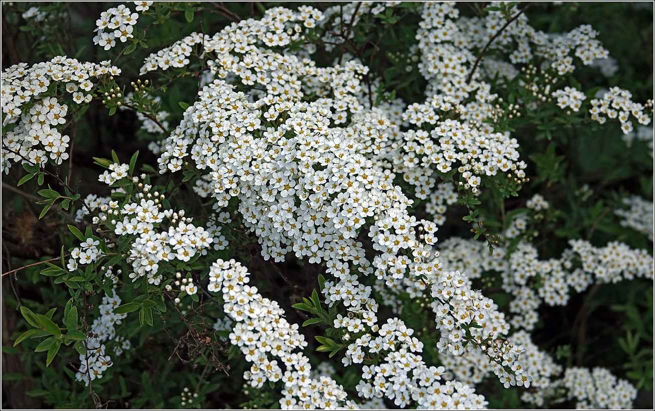 Image of Spiraea × cinerea specimen.