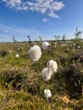 Eriophorum vaginatum