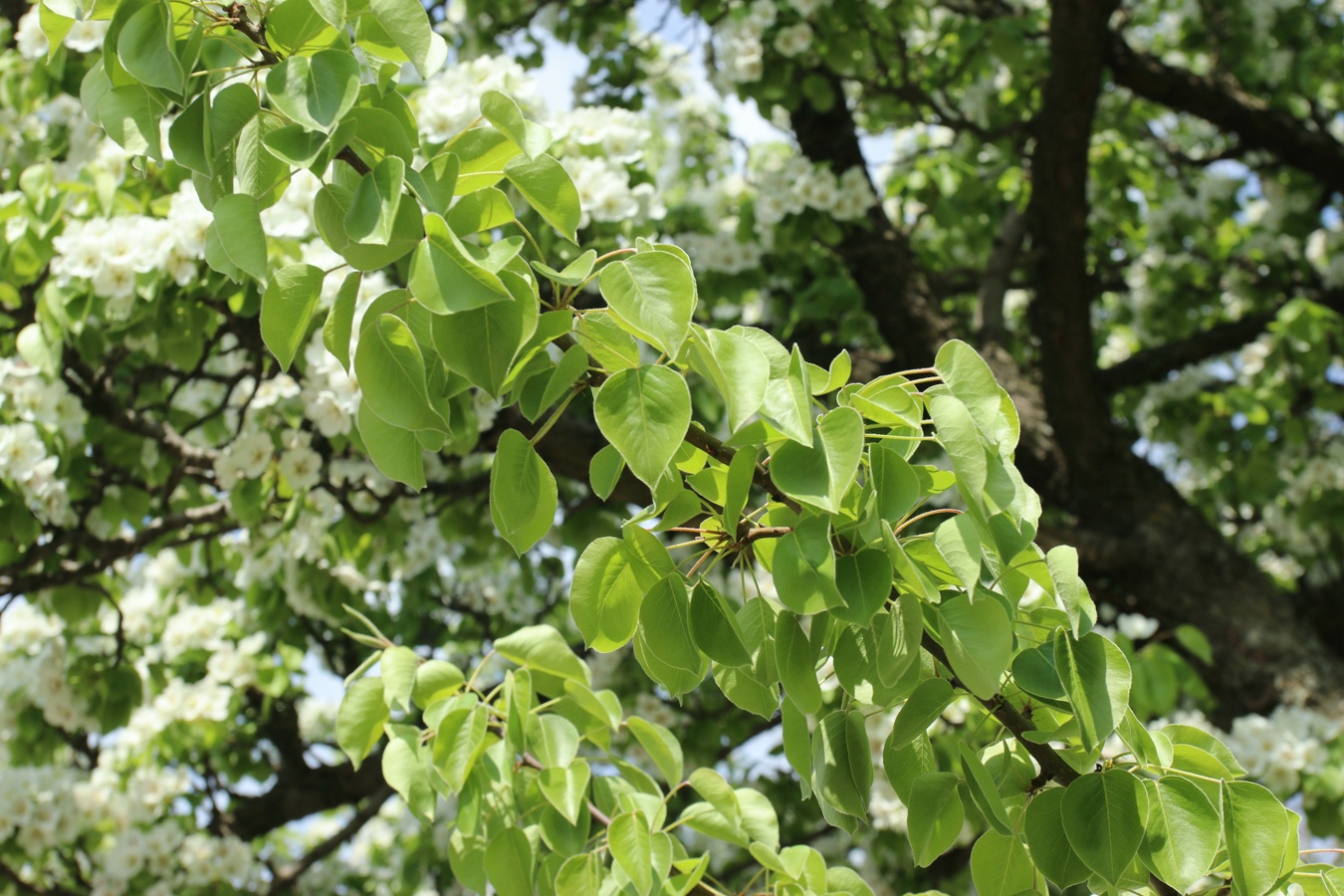 Image of Pyrus communis specimen.