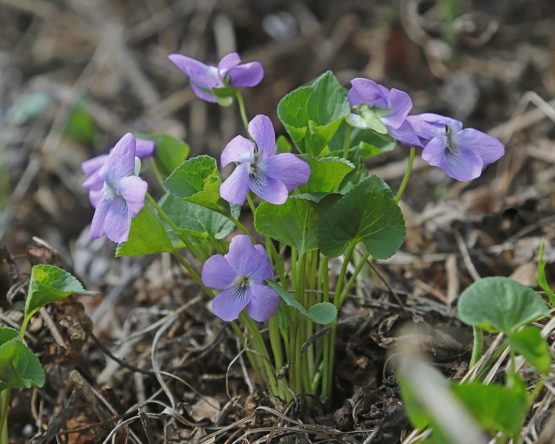 Image of Viola brachysepala specimen.