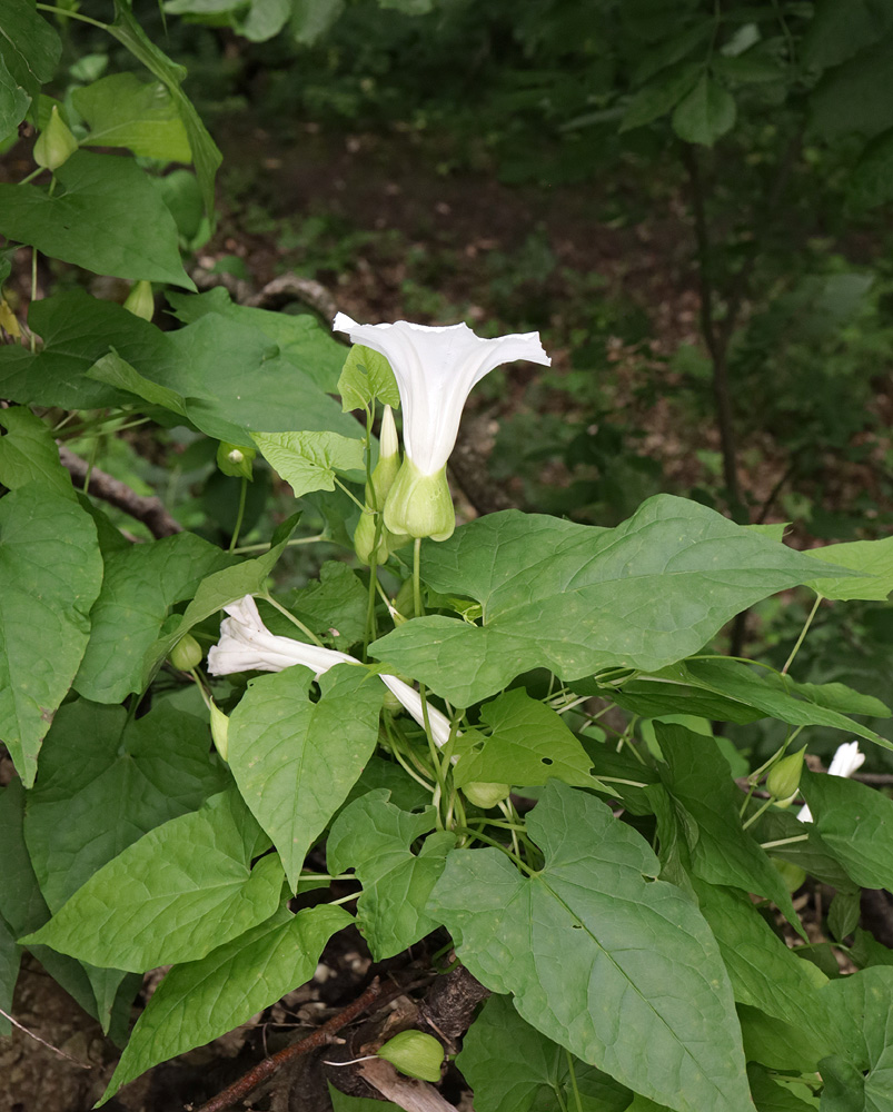 Image of Calystegia silvatica specimen.
