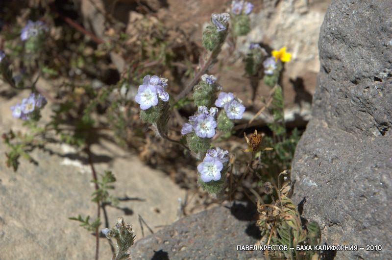 Изображение особи Phacelia distans.