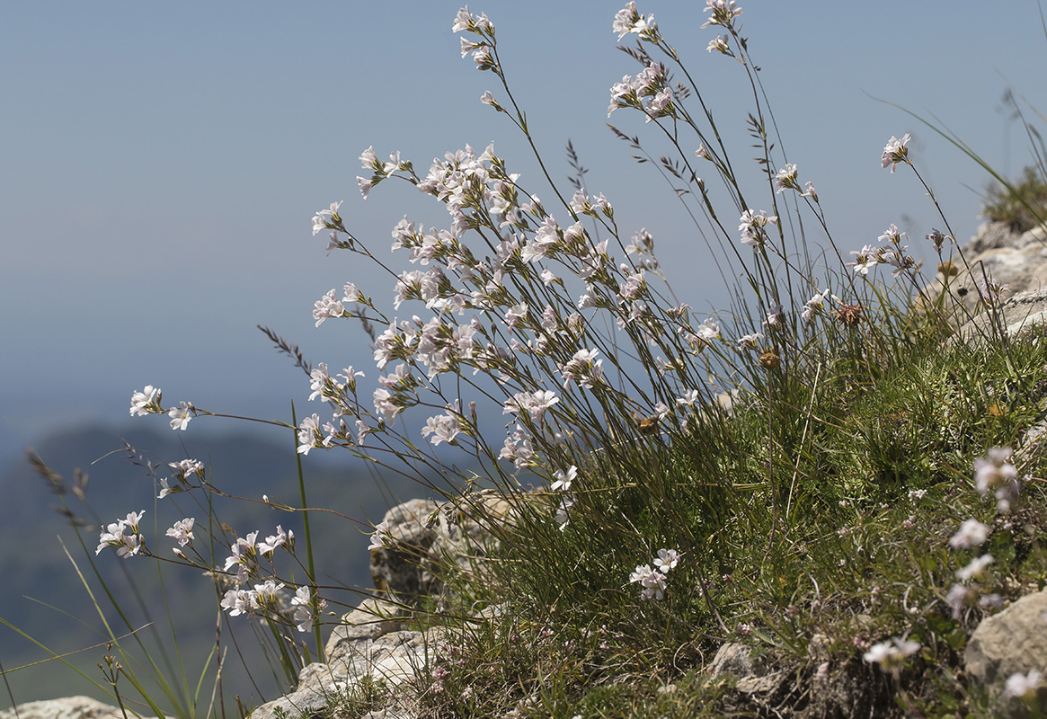 Изображение особи Gypsophila tenuifolia.