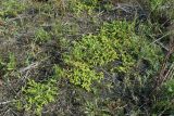 Herniaria glabra. Цветущие растения в сообществе с Rumex acetosella, Festuca и Potentilla на низкотравном лугу. Ленинградская обл., окр. пос. Большая Ижора, побережье Финского залива, прибрежный леймусово-овсяницевый луг на песке за береговым валом. 20.08.2023.